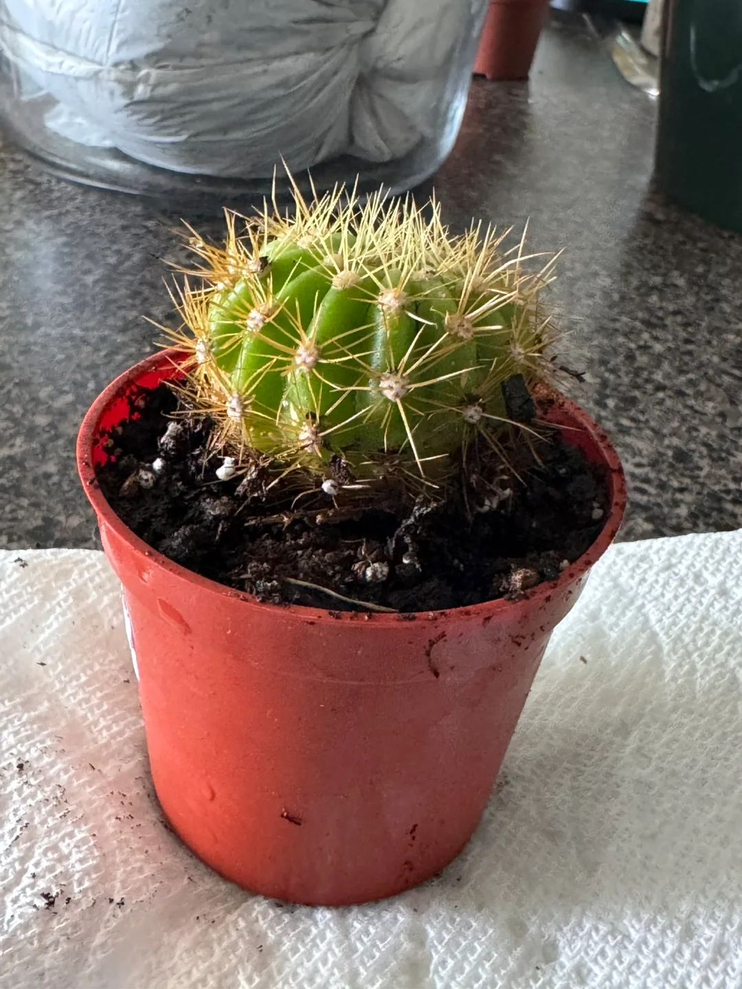 Small Potted Cactus image indicator(3)