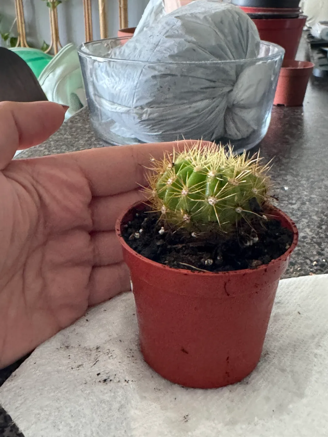 Small Potted Cactus image indicator(2)
