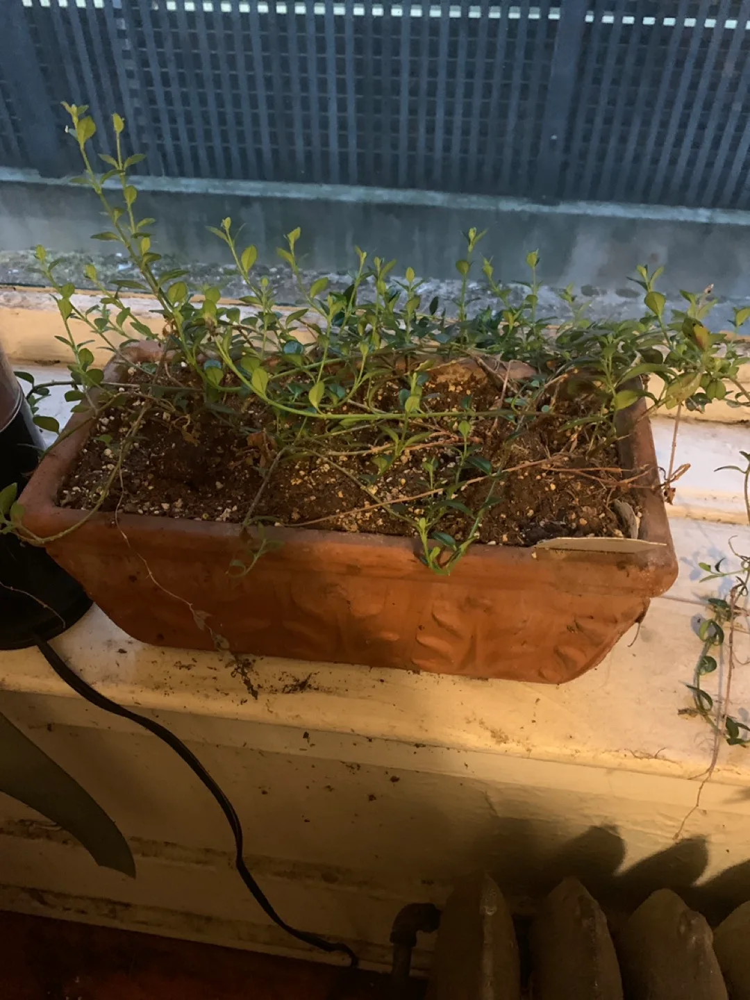 Plant in ceramic pot thumbnail