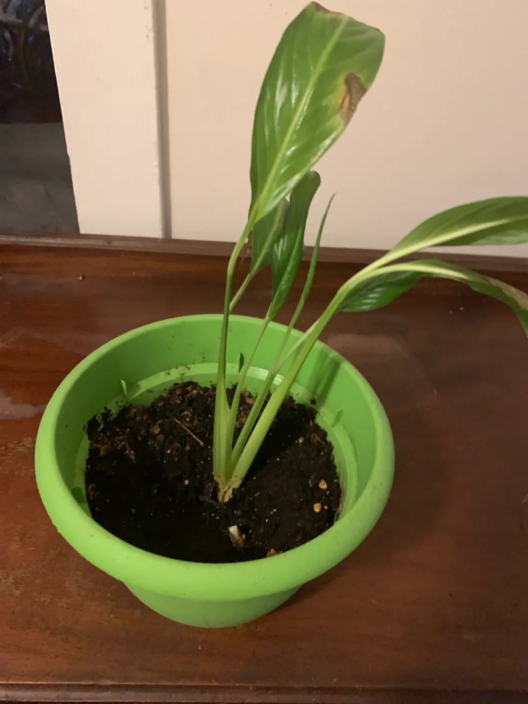 Potted Plant thumbnail