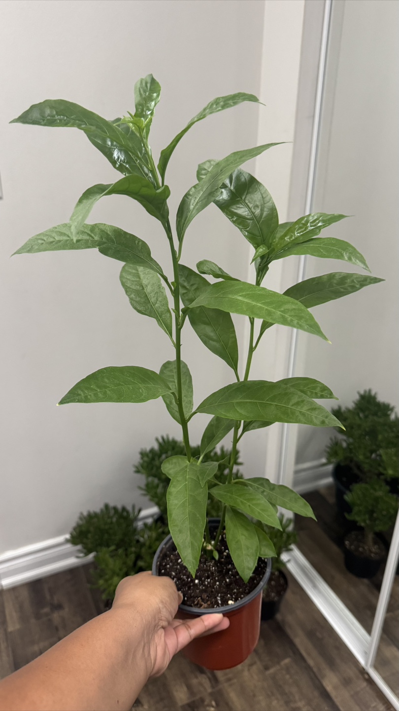 Indoor plants - Night Blooming Jasmine -5 inches pot