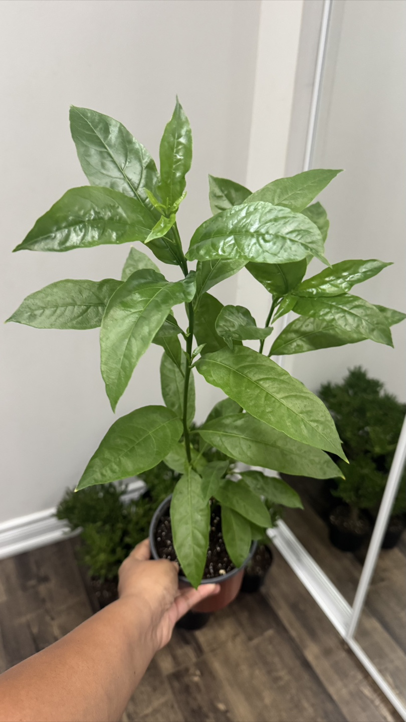 Indoor plants - Night Blooming Jasmine -5 inches pot - photo 2