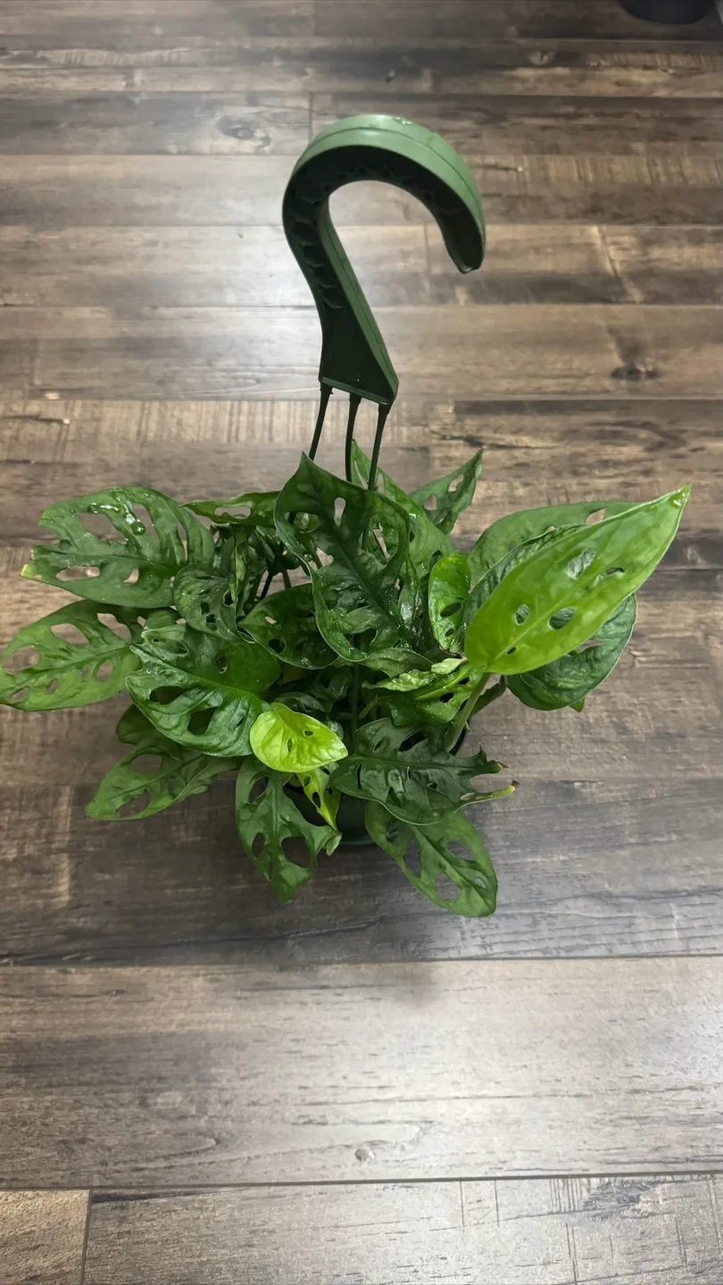 Monstera Adansonii Hanging Basket-6 inches pot