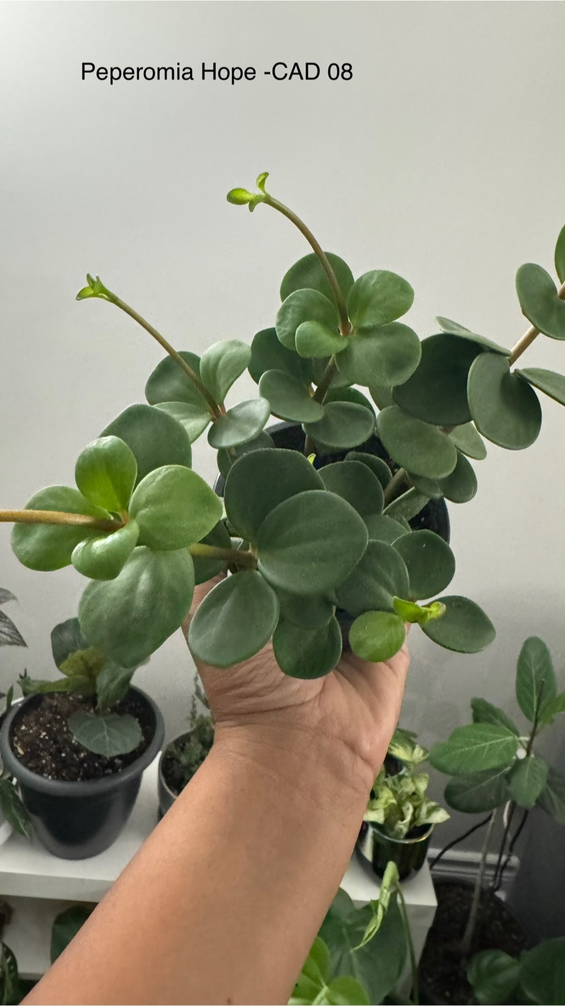 Peperomia Hope Plant - 3.5” pot