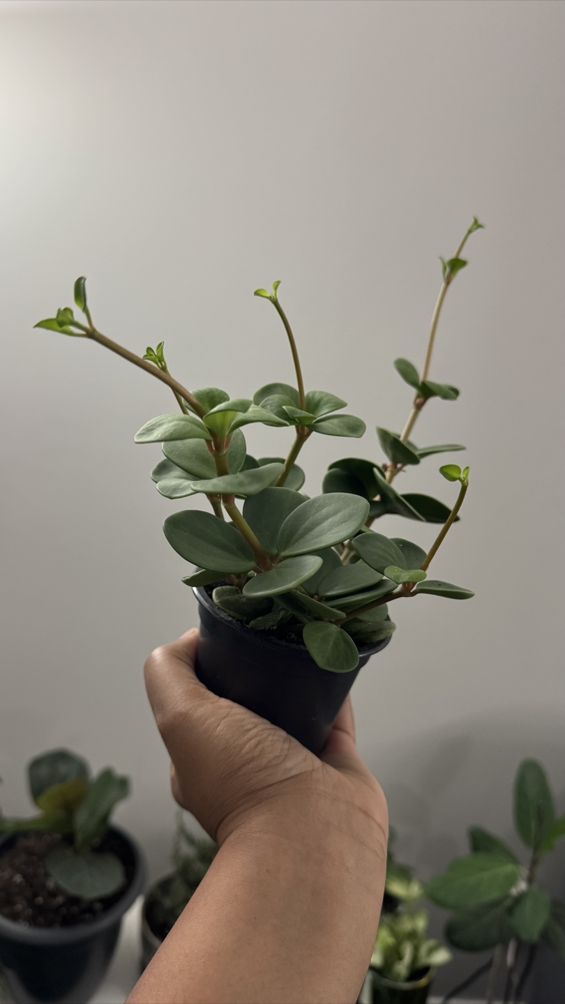 Peperomia Hope Plant - 3.5” pot - photo 2
