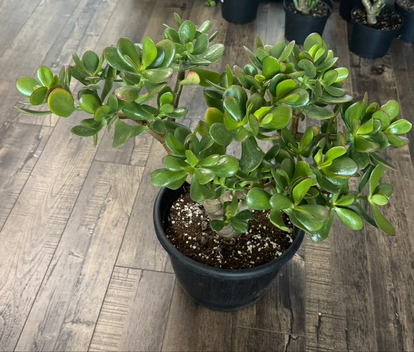 Matured Jade Plant in 11” pot