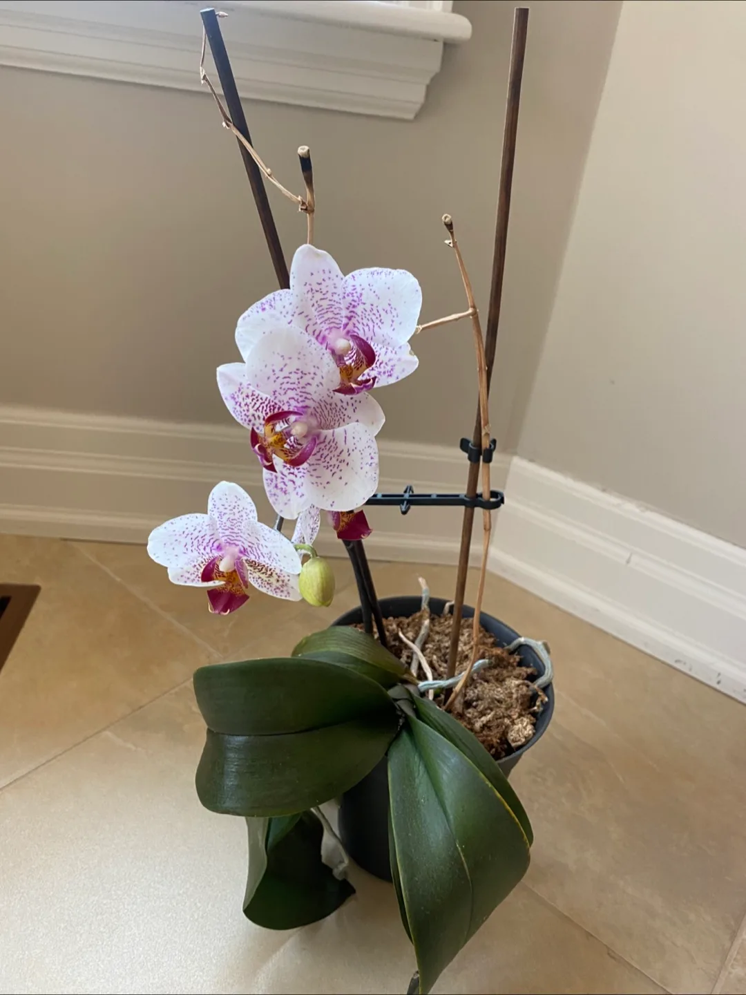 Real Orchid Plant image indicator(2)
