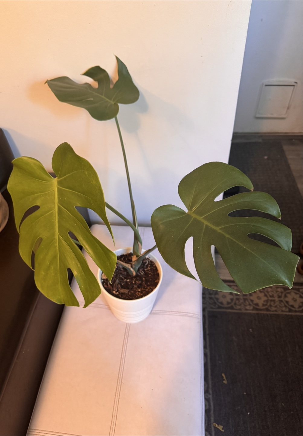 Monstera Plant in White Pot - photo 3