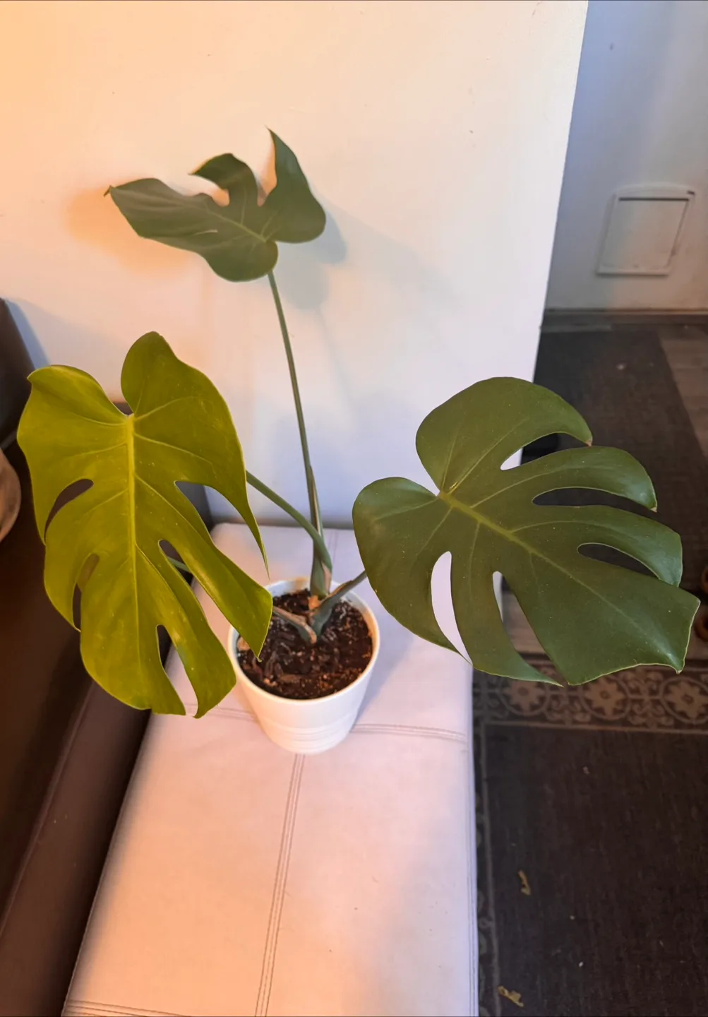 Monstera Plant in White Pot image indicator(3)