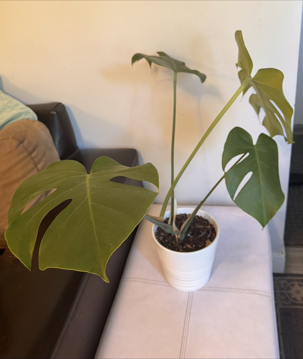 Monstera Plant in White Pot - photo 2