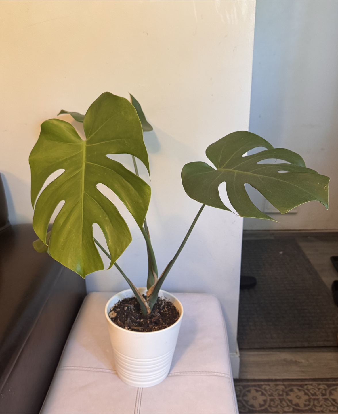Monstera Plant in White Pot