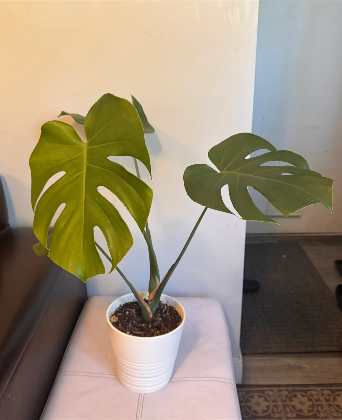 Monstera Plant in White Pot thumbnail