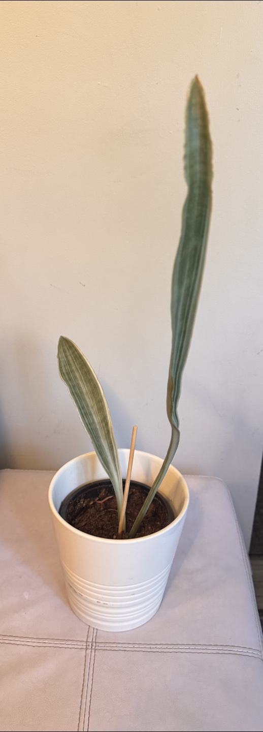 Potted Sayuri Snake Plant