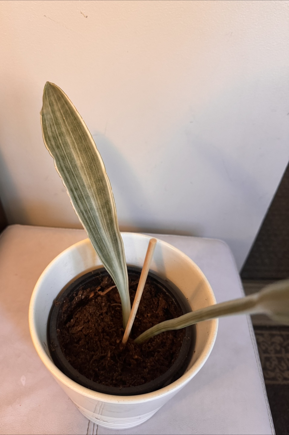 Potted Sayuri Snake Plant - photo 2