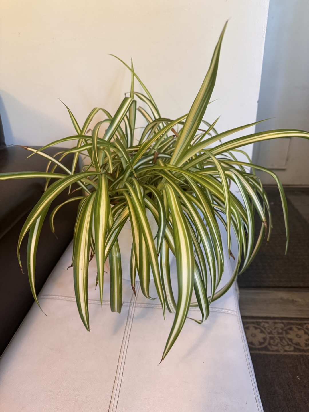 Spider Plant