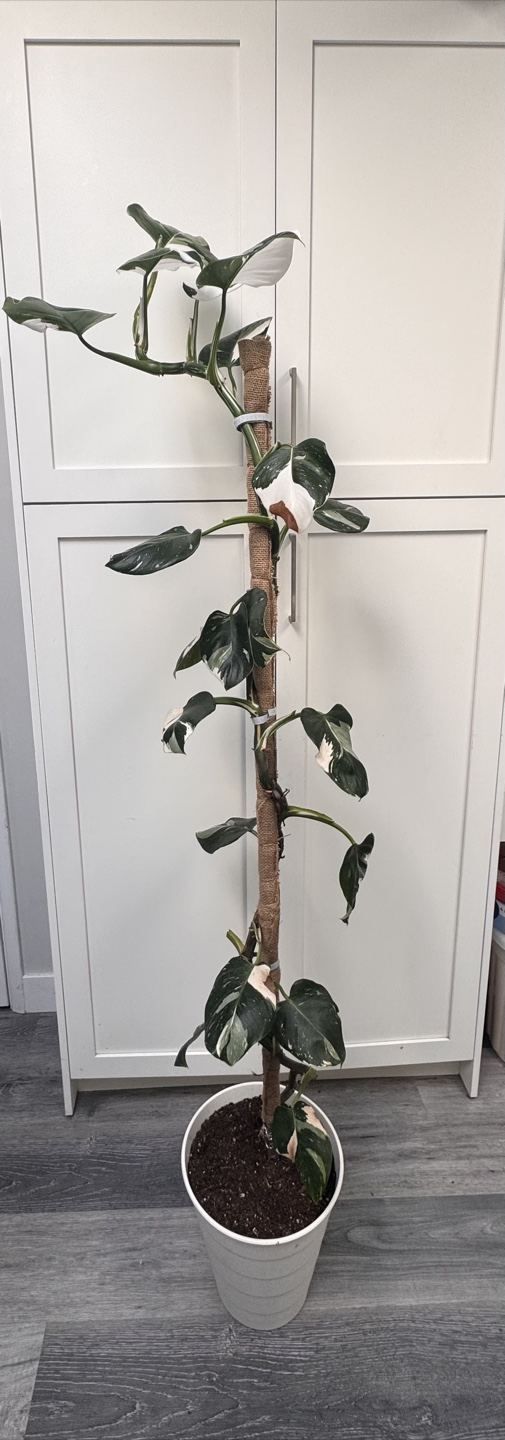 Philodendron White Wizard