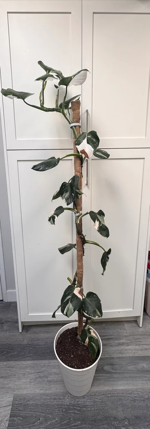 Philodendron White Wizard thumbnail