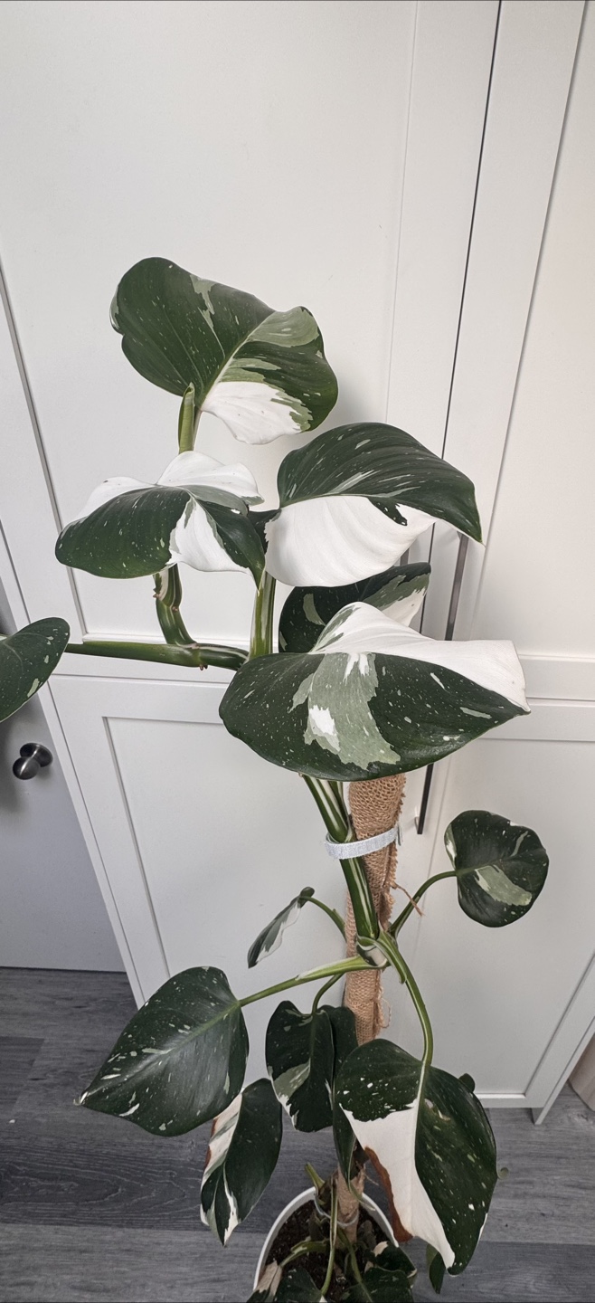 Philodendron White Wizard - photo 2