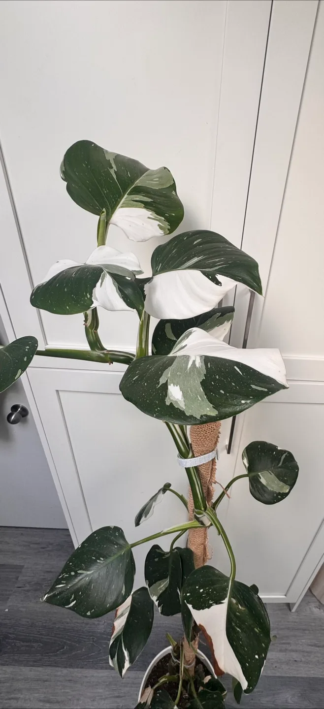 Philodendron White Wizard image indicator(2)