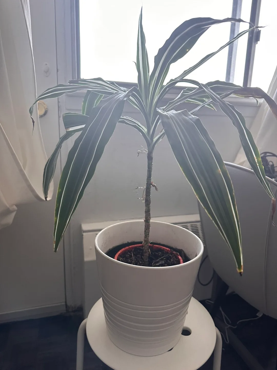 Potted Dracaena Plant &Pot (IKEA pot is worth $12.99) thumbnail