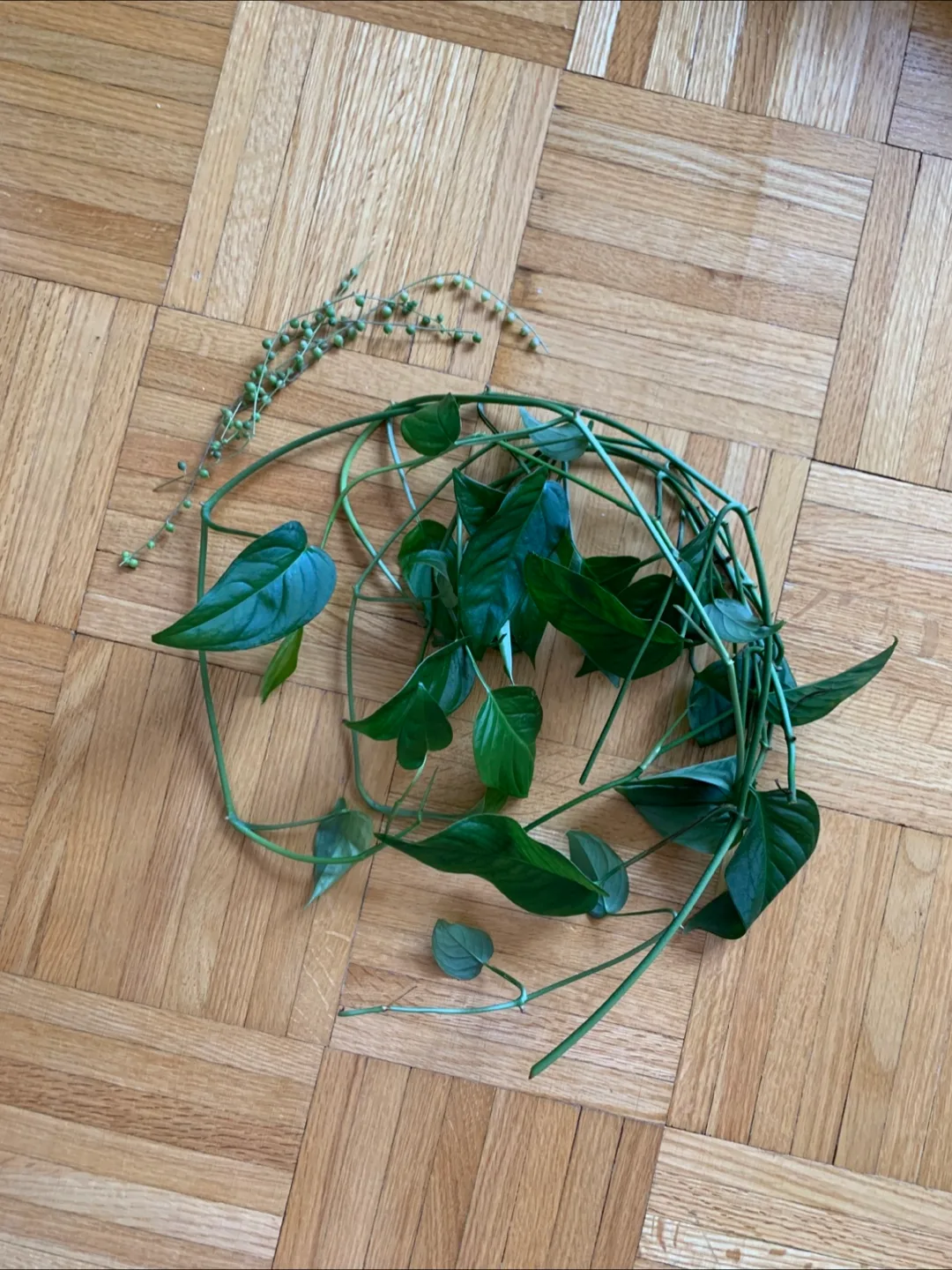 Monstera & String of Pearls Plant Cuttings 🧡 thumbnail