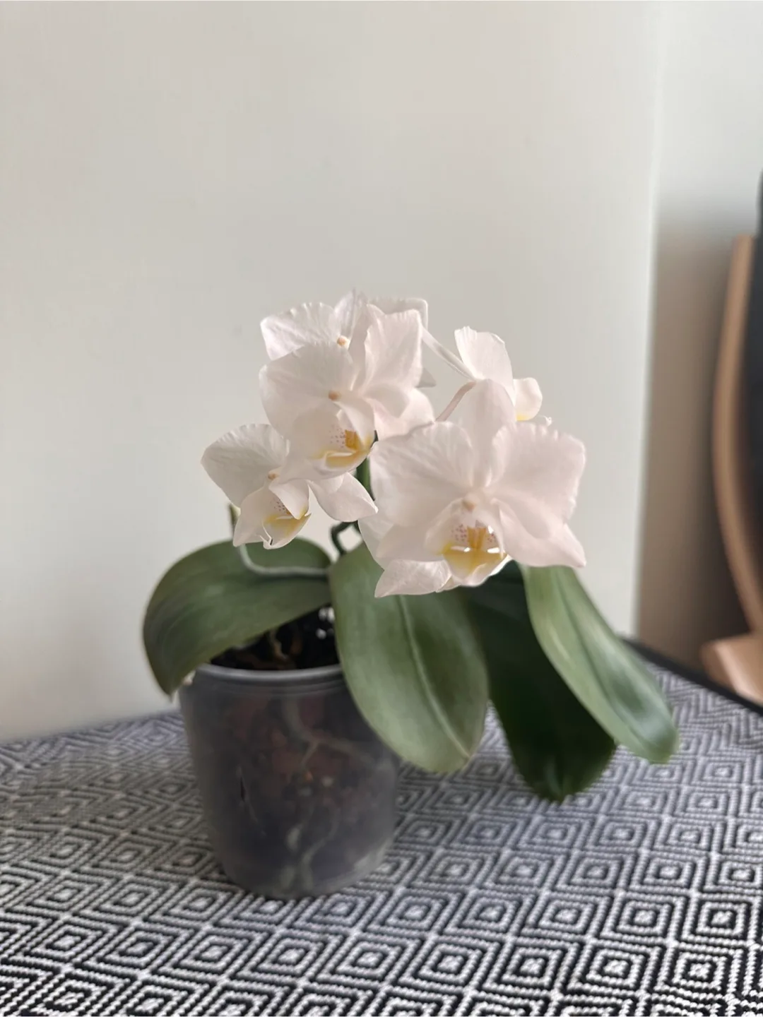 White Orchid thumbnail