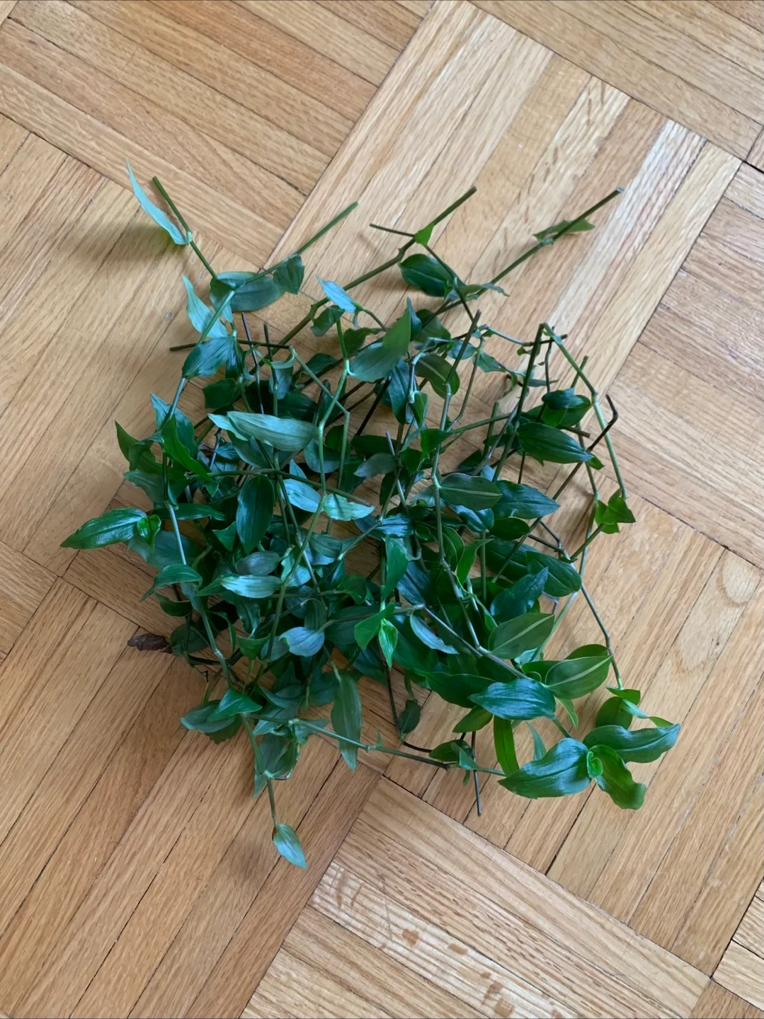Inch Plant Cuttings 🧡 thumbnail