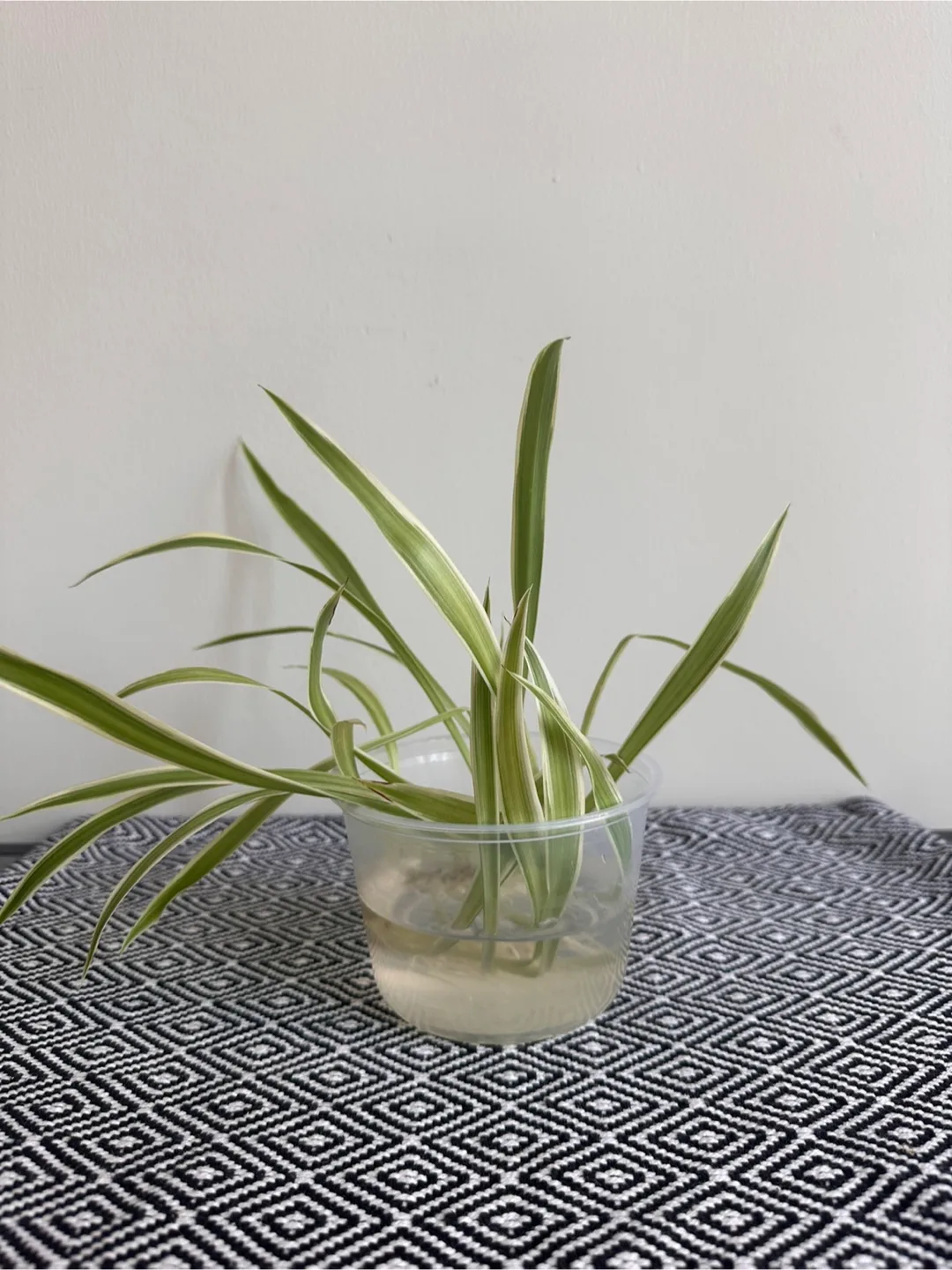 Spider Plant thumbnail