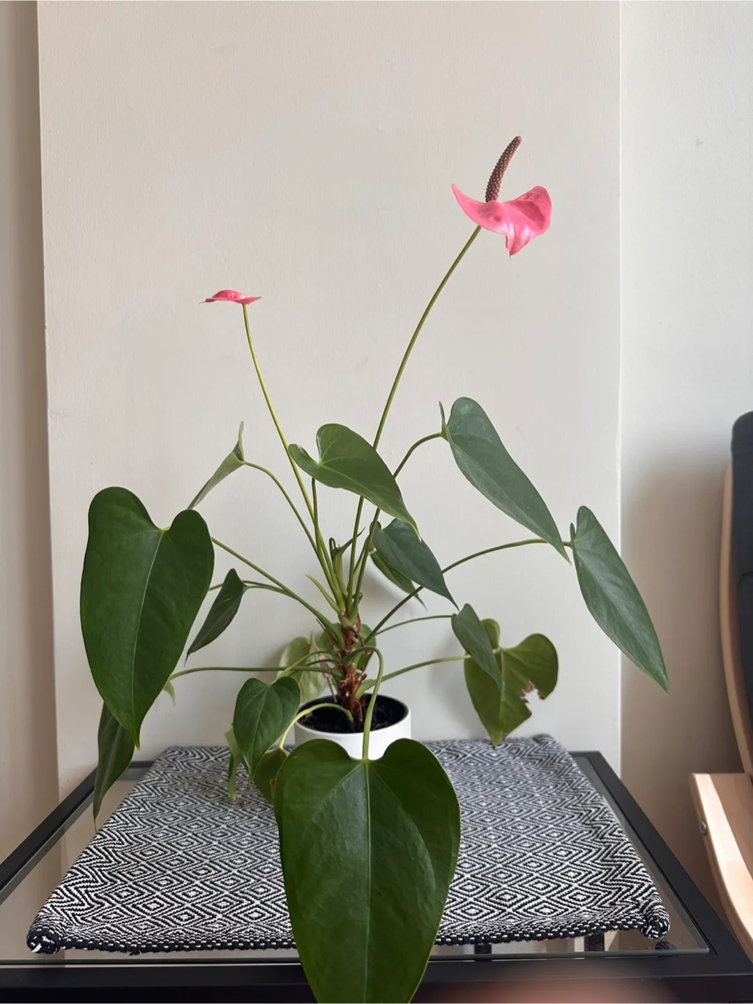 Anthurium Plant thumbnail