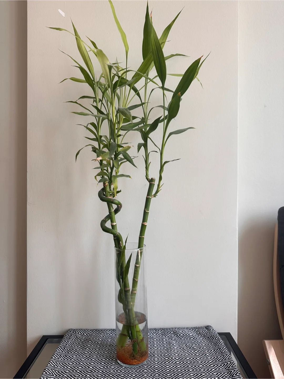 Bamboo plant thumbnail