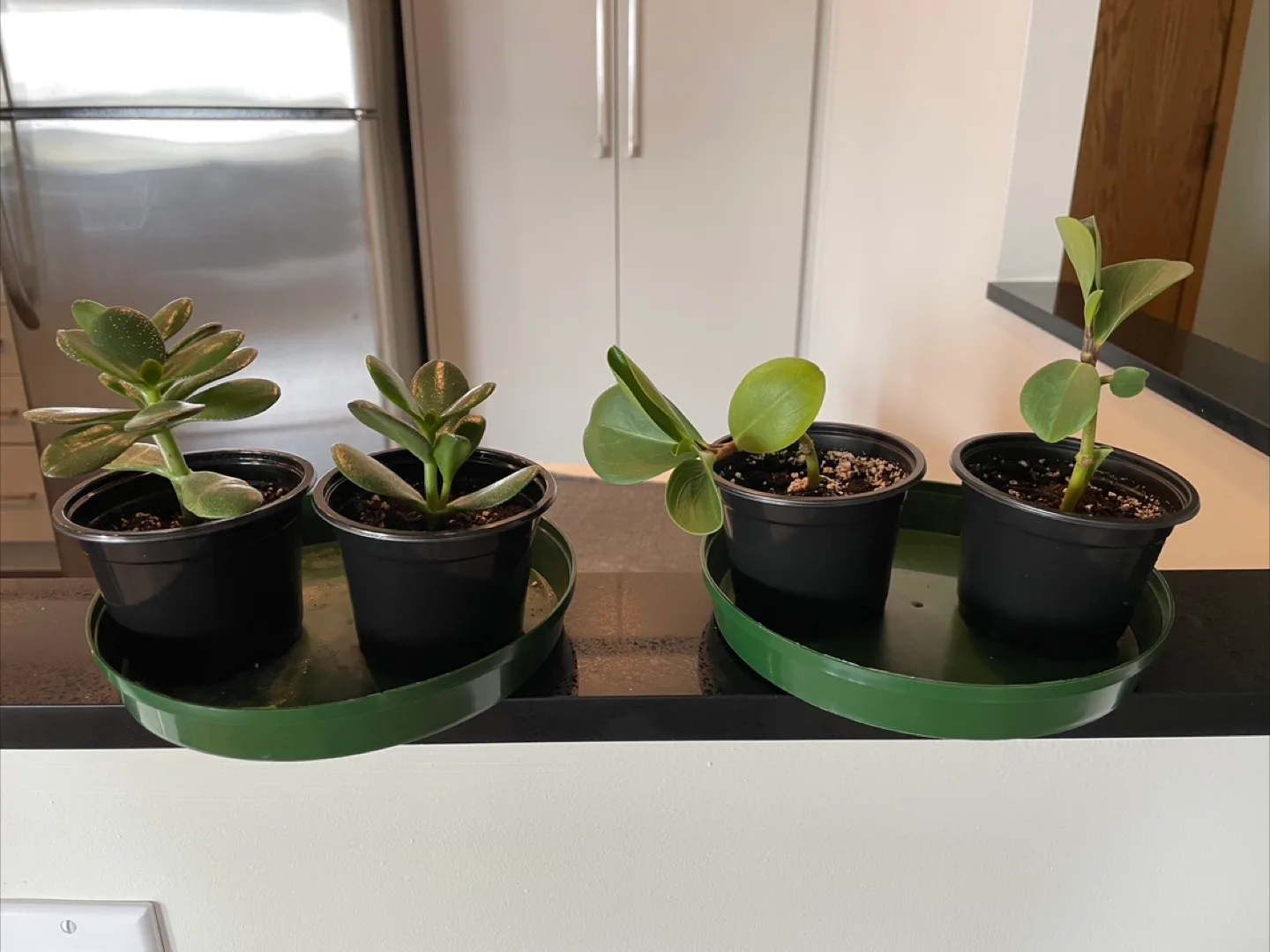 Plants thumbnail