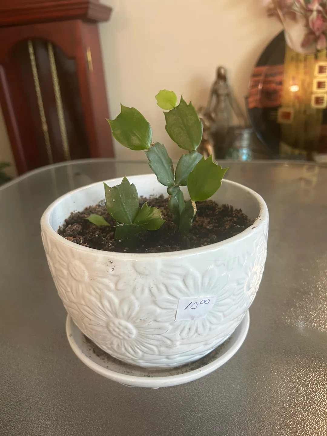 Christmas Cactus in White Flower Pot thumbnail