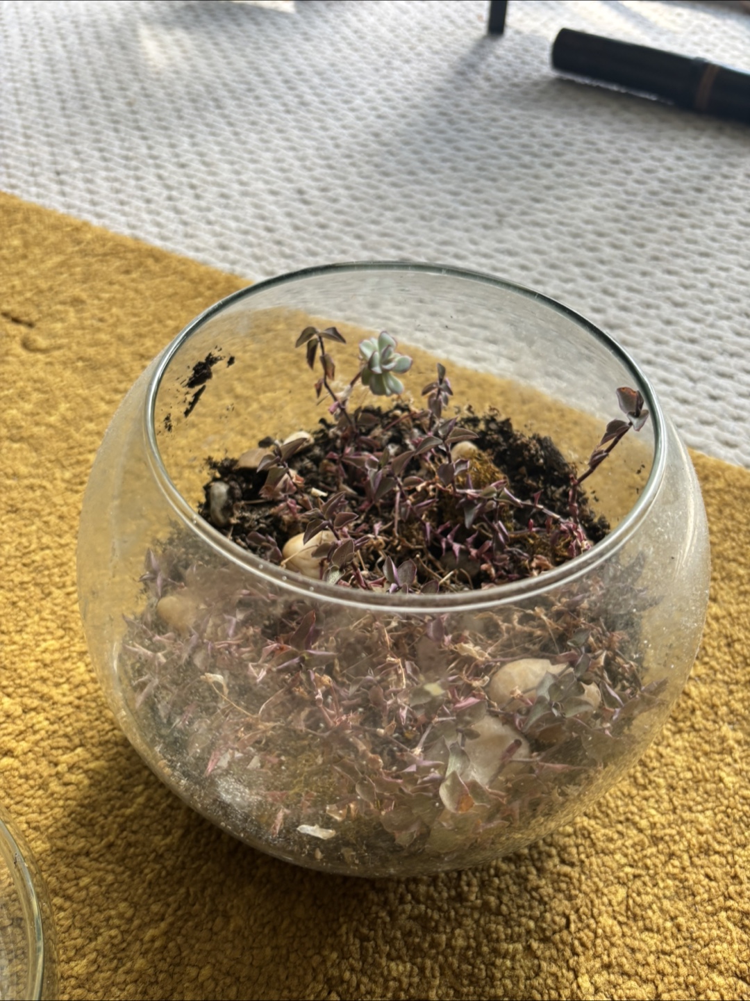 Terrarium Set - photo 3
