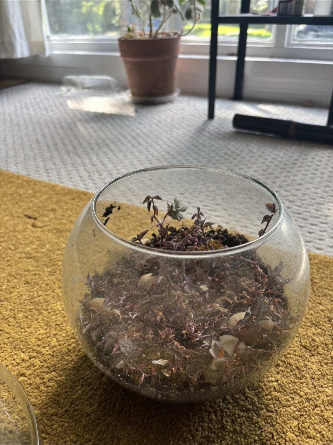 Terrarium Set - photo 2