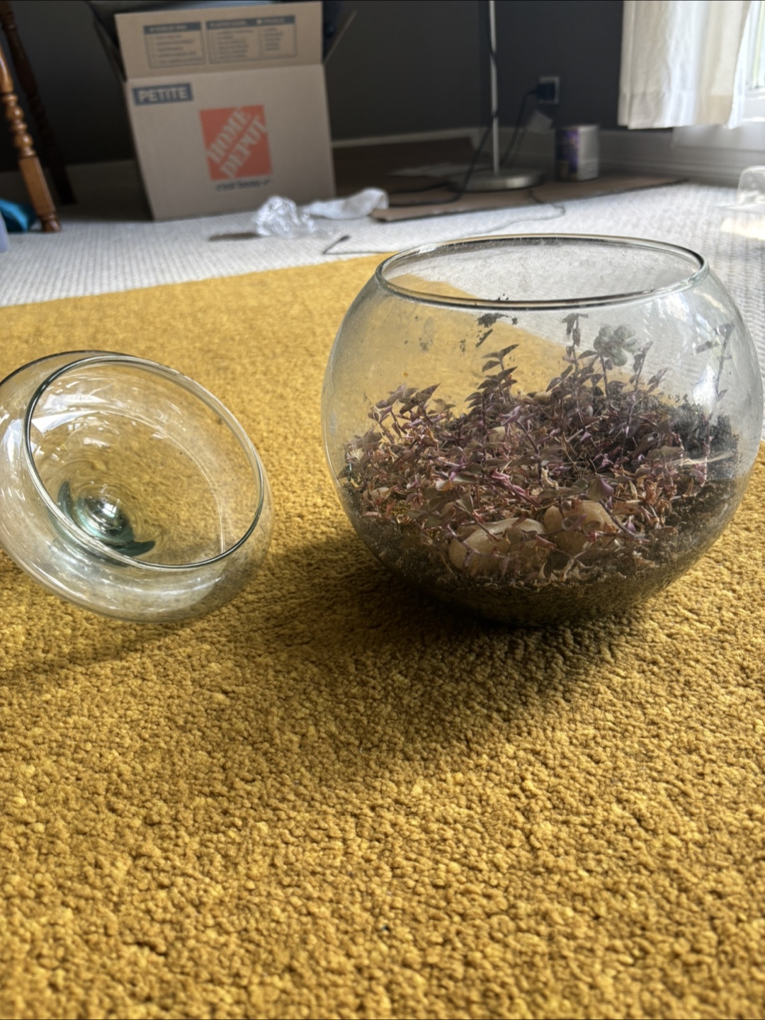 Terrarium Set - photo 4