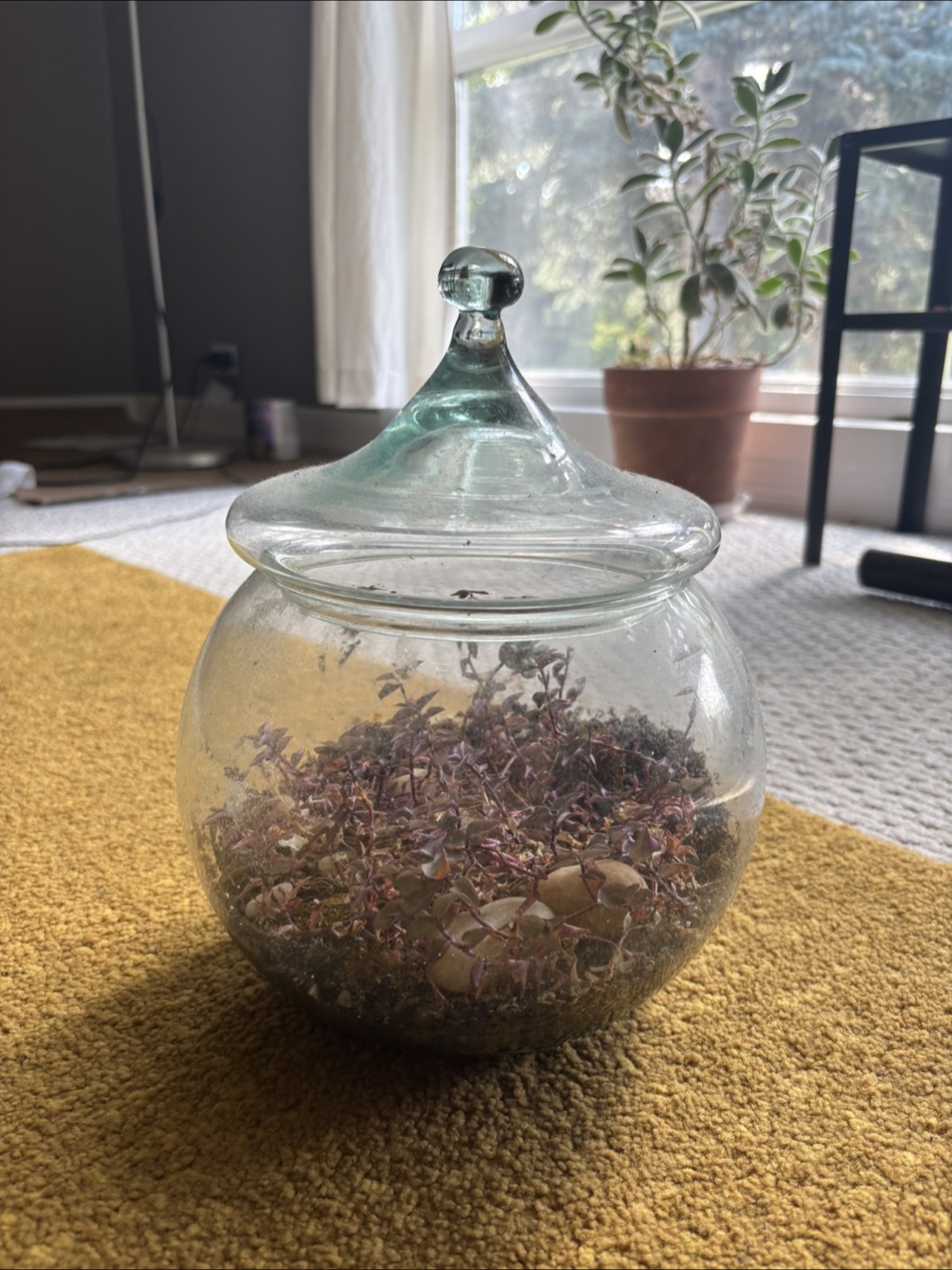 Terrarium Set