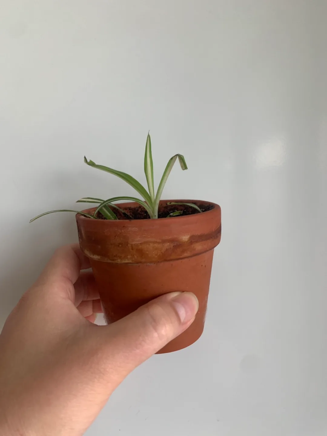 ✨FREE✨ #freecycle Spider Plant in Terracotta Pot thumbnail