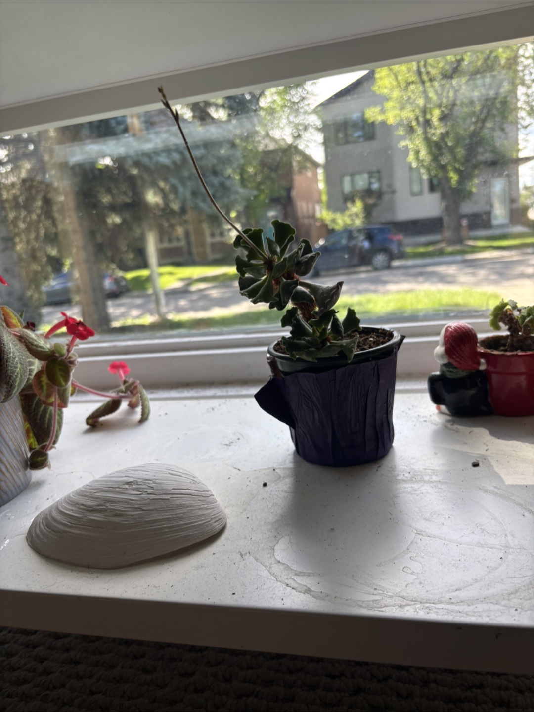 Free house plant