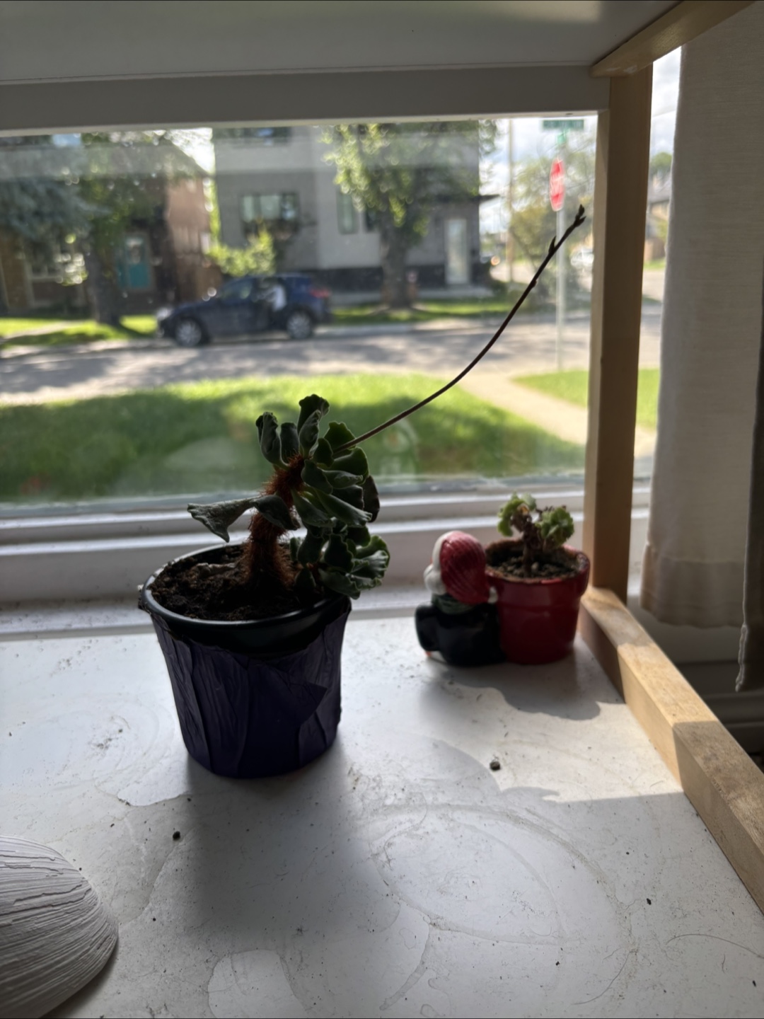 Free house plant - photo 3