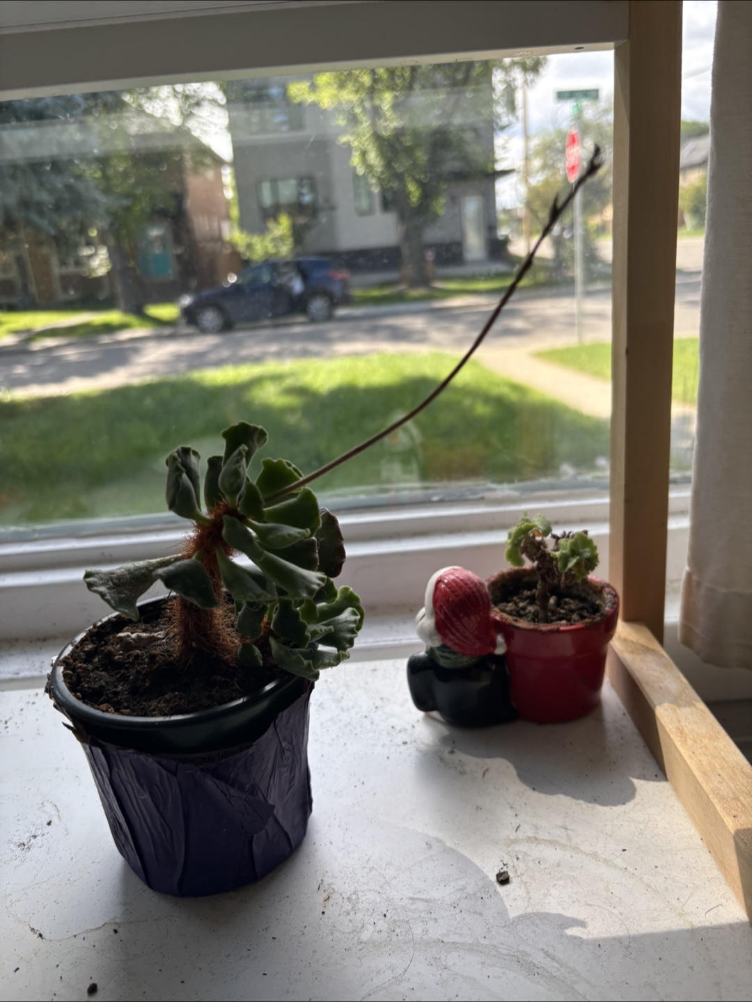 Free house plant - photo 2