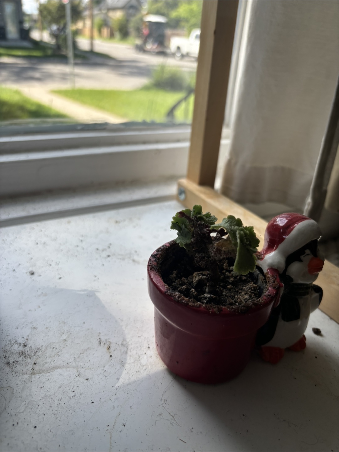 Potted Plant with Penguin Figurine - photo 4