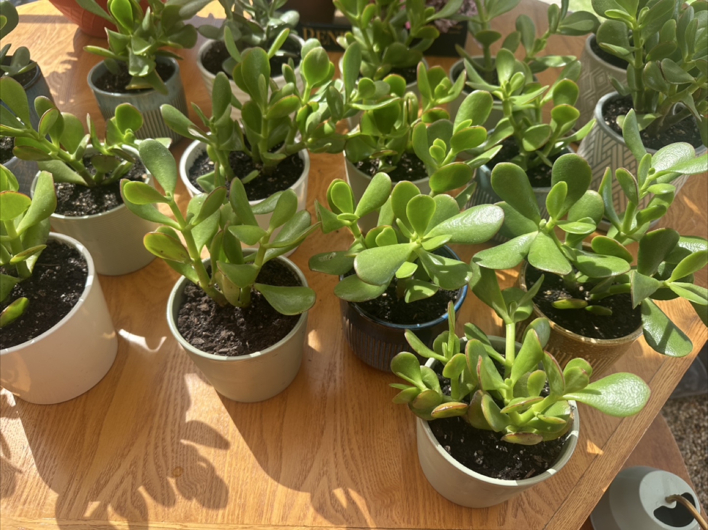 Jade plant, lucky plant, money plant - photo 2