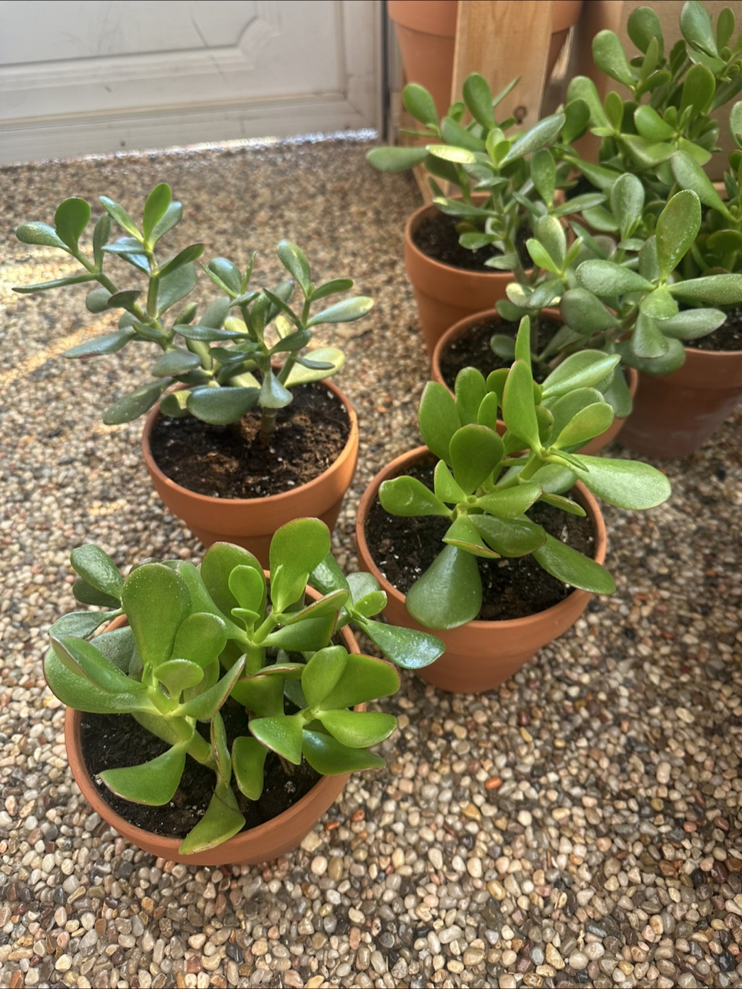 Jade plant, lucky plant, money plant - photo 4
