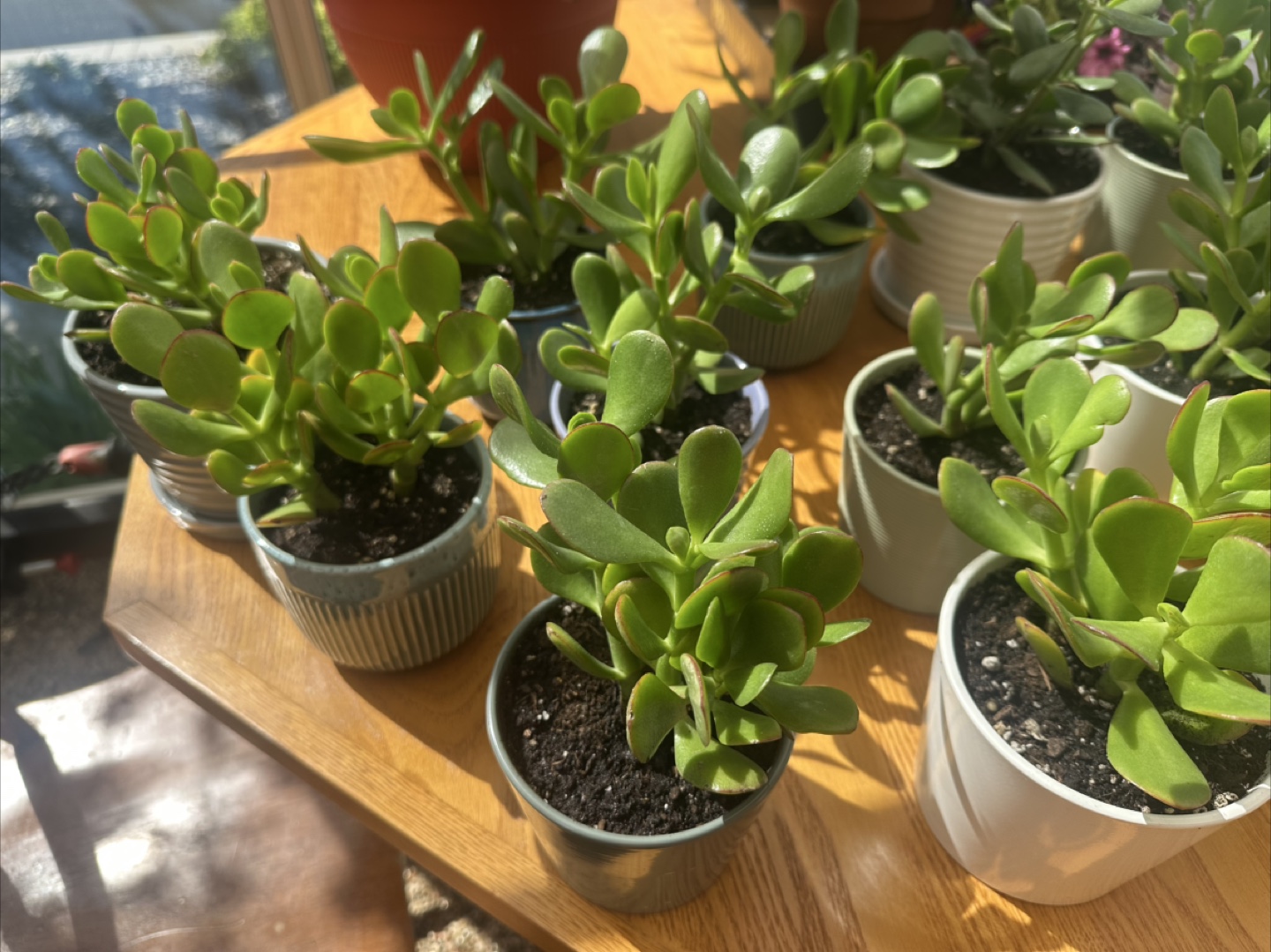 Jade plant, lucky plant, money plant - photo 3