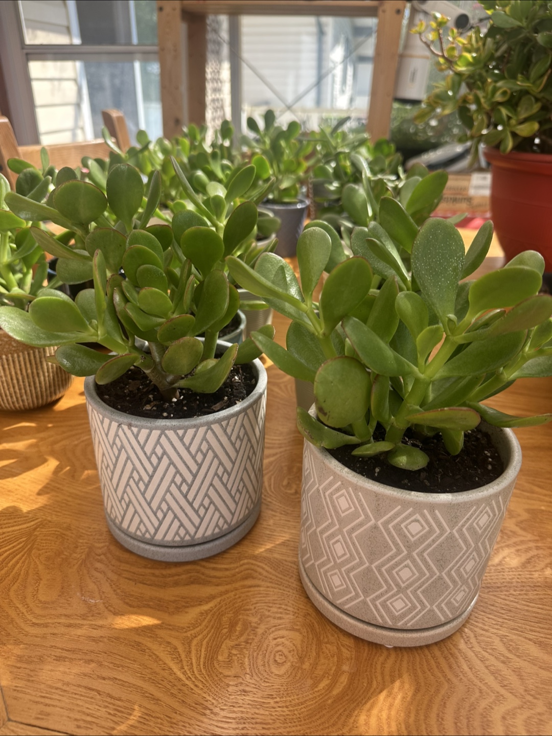 Jade plant, lucky plant, money plant