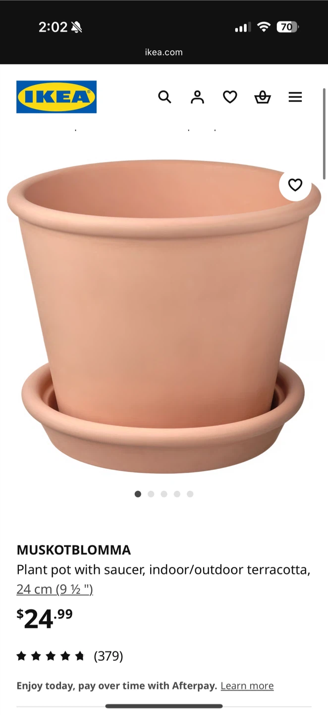 Snake plant- with Ikea pot. - photo 3