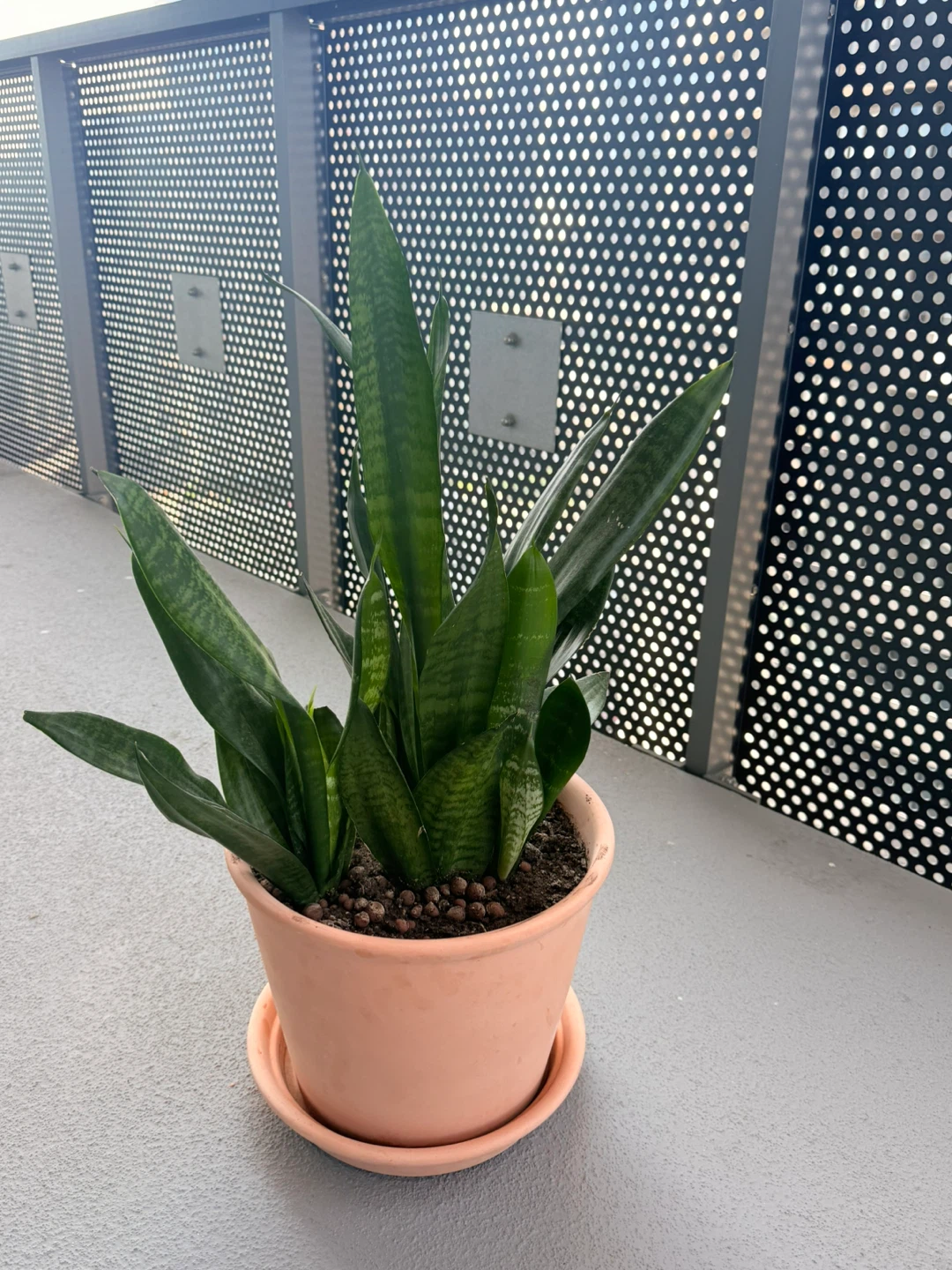 Snake plant- with Ikea pot.