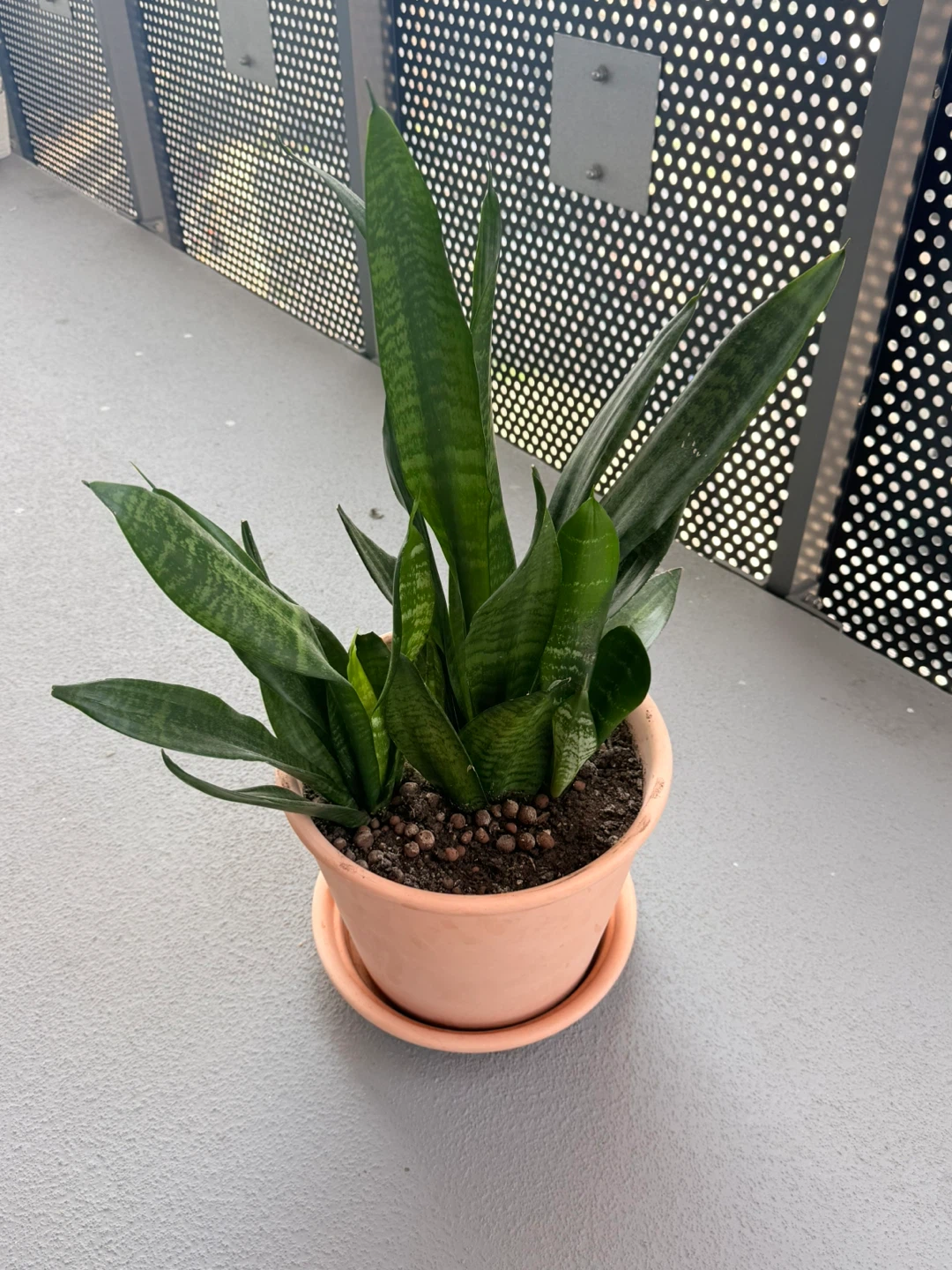 Snake plant- with Ikea pot. - photo 2