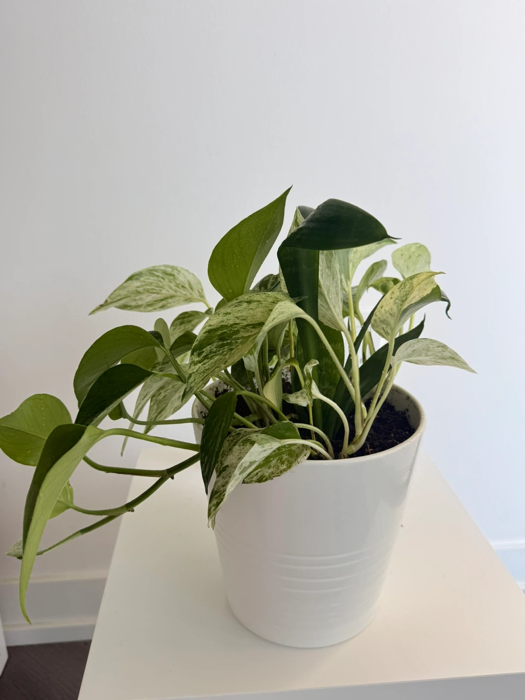 Marble queen in a white Ikea pot. - photo 3