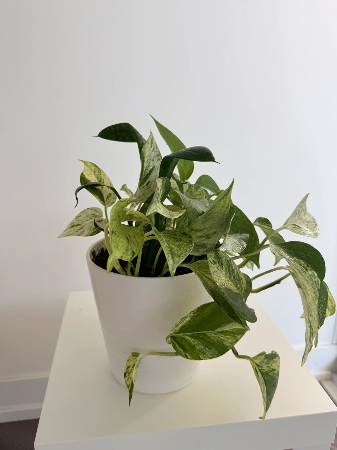 Marble queen in a white Ikea pot. - photo 4